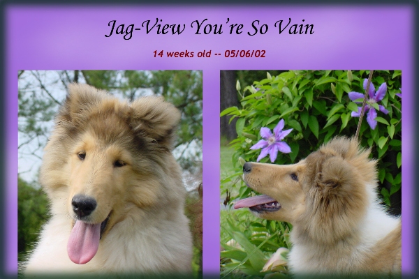 Ch. ptd., Jag-View You're So Vain -- "Carly"