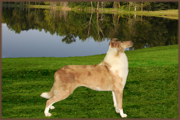 Ch. Jag-View Painted Sandstone -- "Fallon" aka "Freckles"