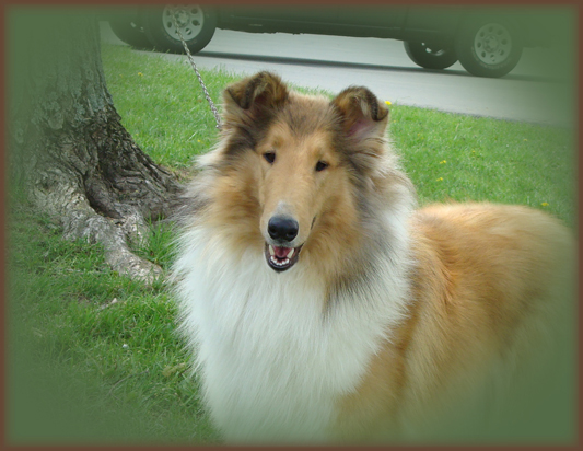 Ch. ptd., Jag-View Light From Heaven -- "Kyra"