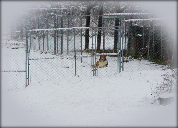 Kyra @ 3 yrs - 12/26/10