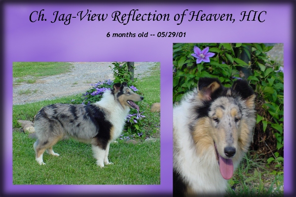 Ch. Jag-View Reflection of Heaven, HIC -- "Lanie"