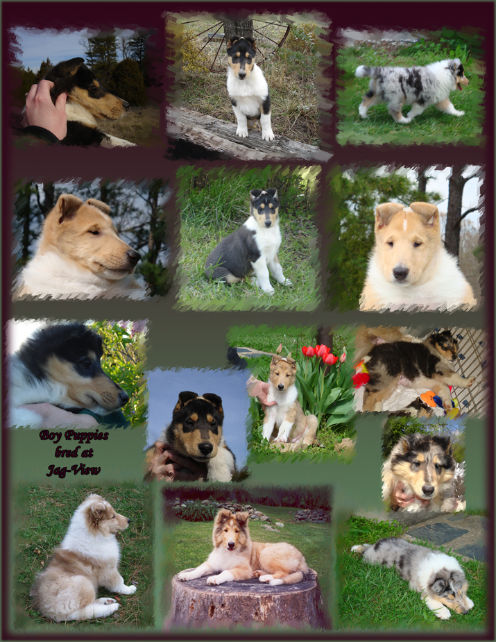 Puppies bred at Jag-View