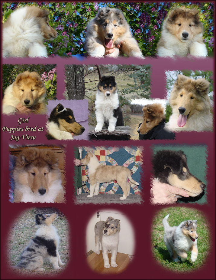 Puppies bred at Jag-View