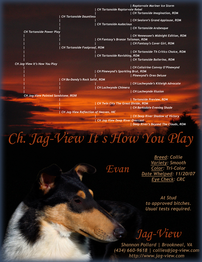 Pedigree | Ch. Jag-View It's How You Play -- "Evan"