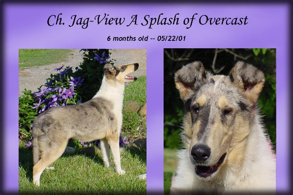 Ch. Jag-View A Splash of Overcast -- "Skye"